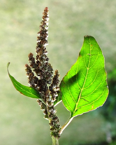 Amaranthus viridis